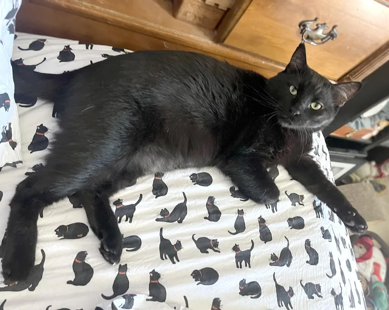 An adult large-sized male Domestic Short Hair cat named Blackie for adoption in La Puente, CA
