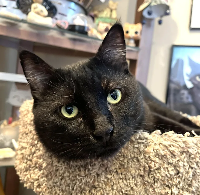 Blackie thumbnail 2