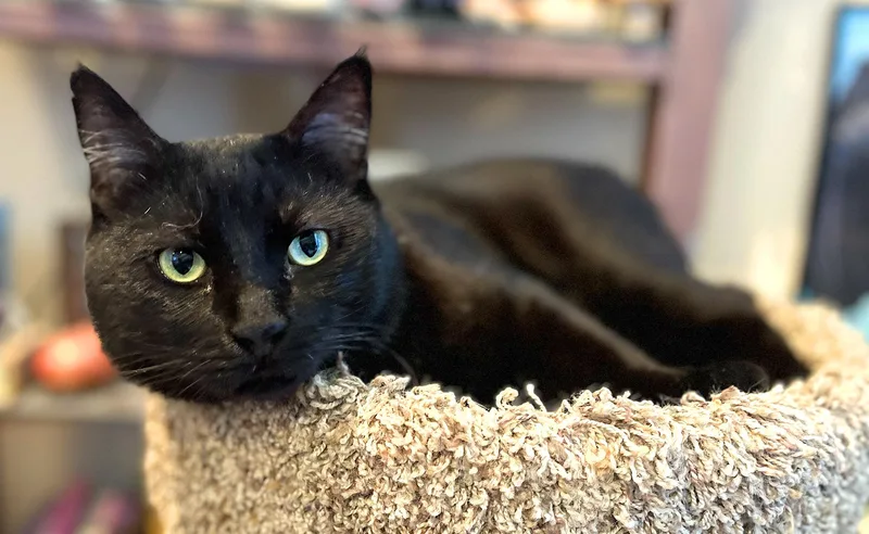 Blackie thumbnail 3