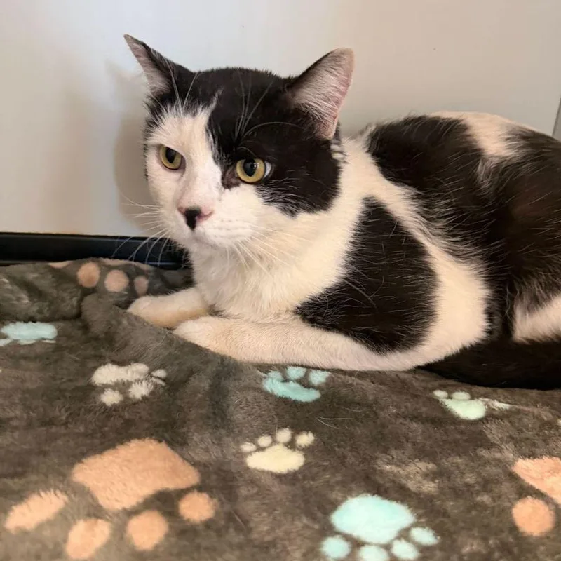 An adult large-sized male Domestic Short Hair cat named Tonka for adoption in Kingman, AZ