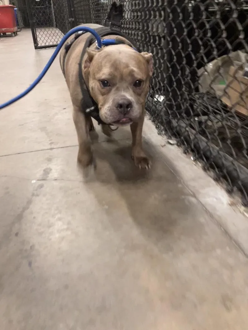 An adult large-sized female Pit Bull Terrier dog named Trixie for adoption in Dallas, TX