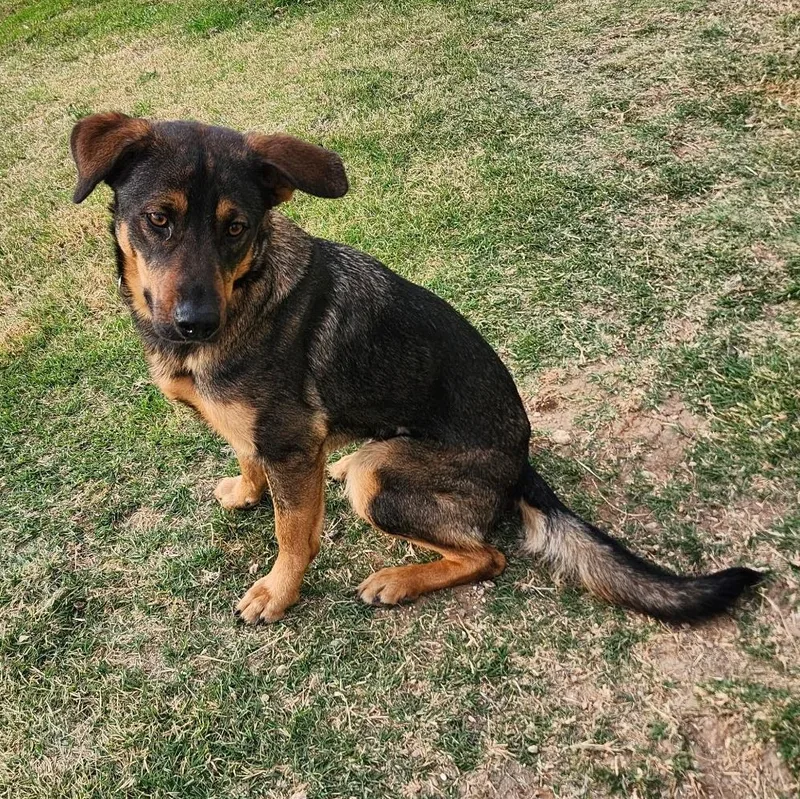 A young medium-sized female German Shepherd Dog dog named Lainey for adoption in Weatherford, TX