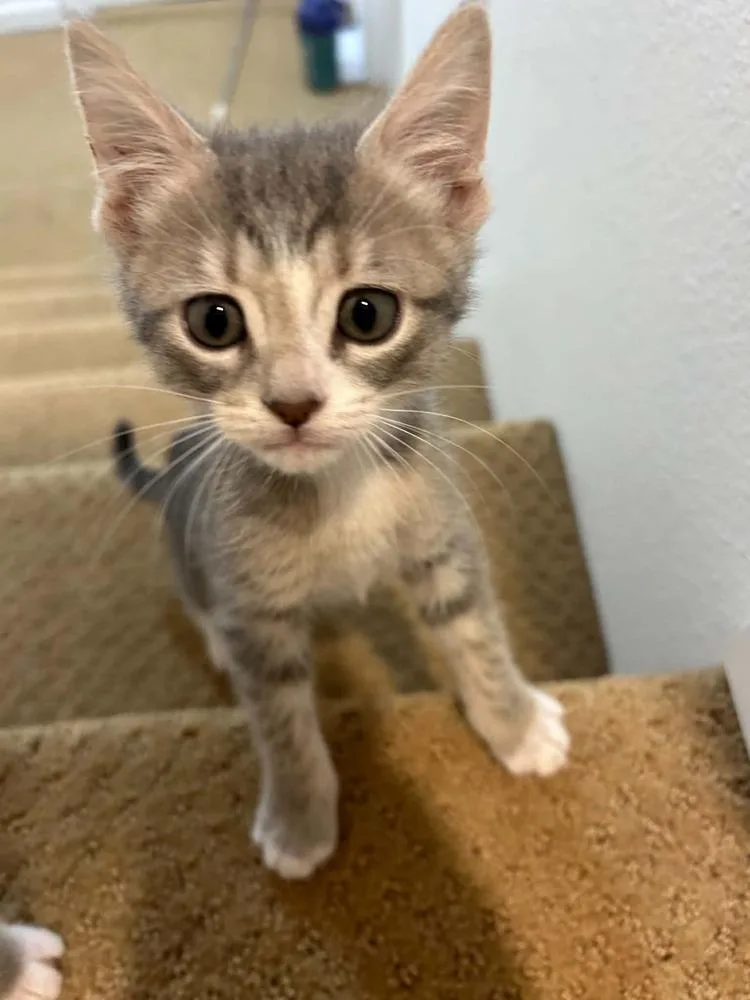 A baby medium-sized male Gray / Blue / Silver Domestic Short Hair cat named Matt for adoption in Sedalia, CO