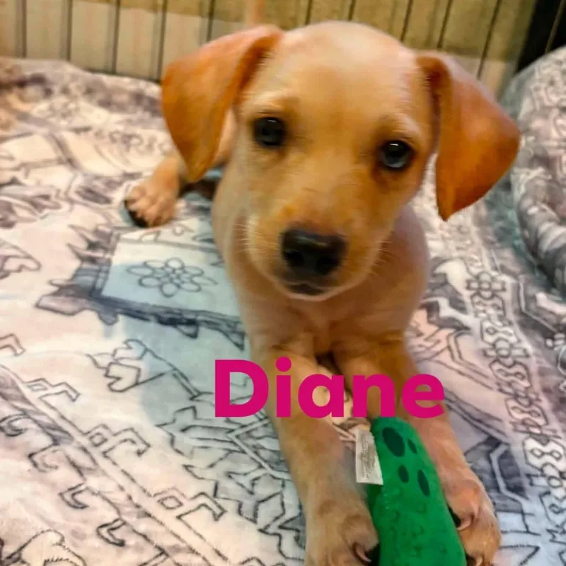 Diane PC thumbnail 2