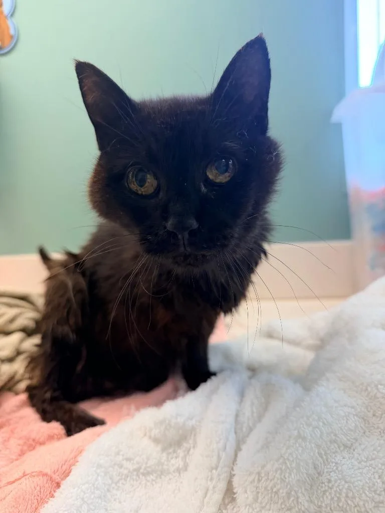 An adult medium-sized female Domestic Short Hair cat named Raven for adoption in Mineral, VA