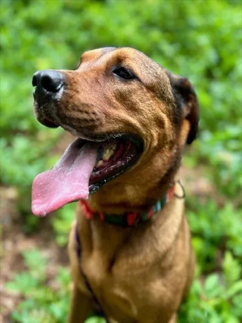 An adult medium-sized female German Shepherd Dog dog named Juju for adoption in Charlotte, NC
