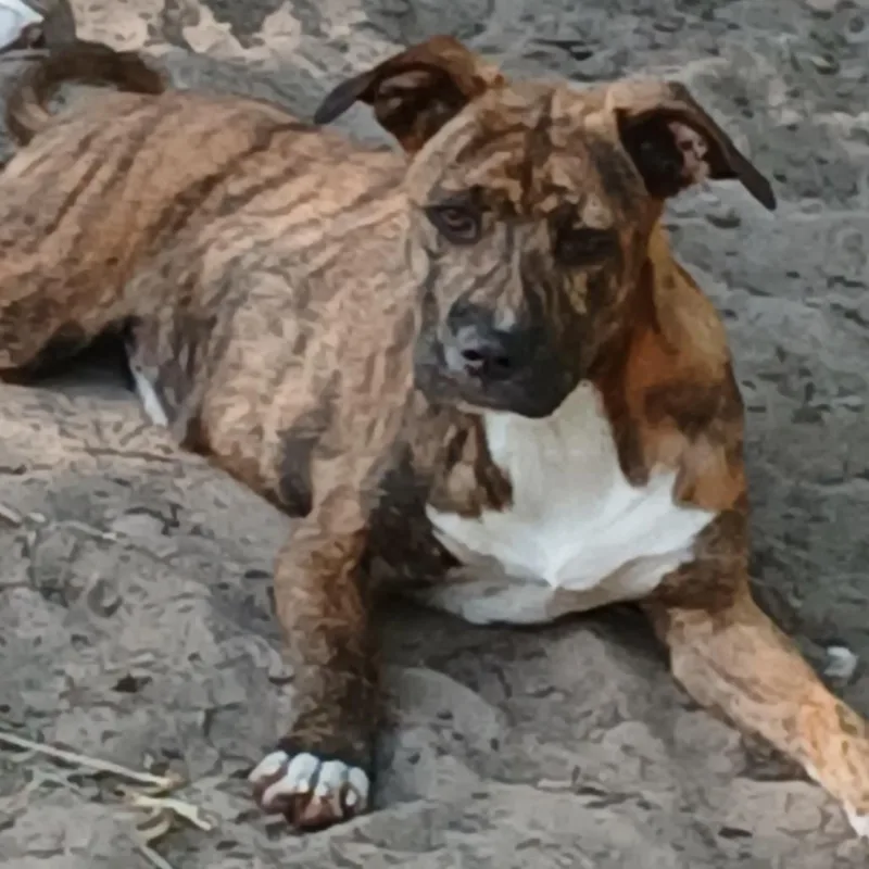 A baby medium-sized female Brindle Mixed Breed dog named Ira for adoption in Williston, FL