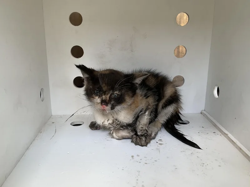 A baby small-sized female Domestic Short Hair cat named Elowen for adoption in Ontario, CA