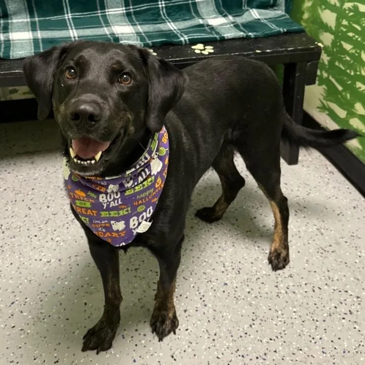 An adult large-sized male Labrador Retriever dog named Draco Bennelli Beanie Weenie for adoption in Logan, UT