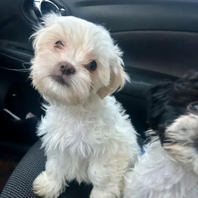 Benedict Bridgerton thumbnail 2