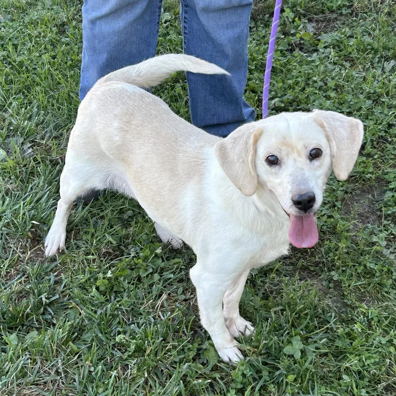 A young small-sized female Beagle dog named Latte for adoption in Norwood, OH