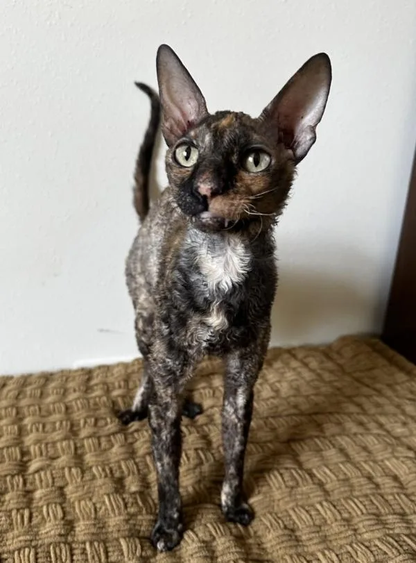 An adult medium-sized female Tortoiseshell Cornish Rex cat named Tinker for adoption in Kenosha, WI