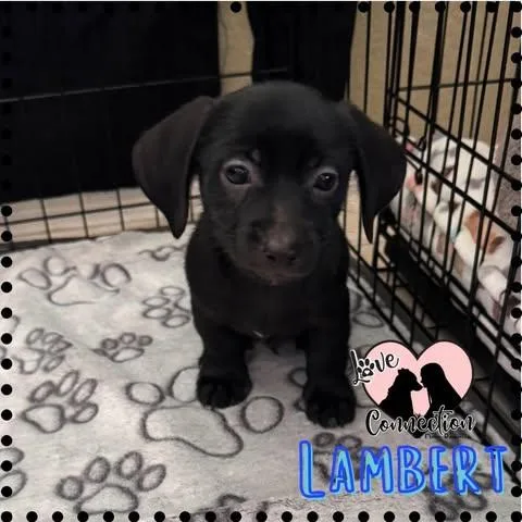 Lambert