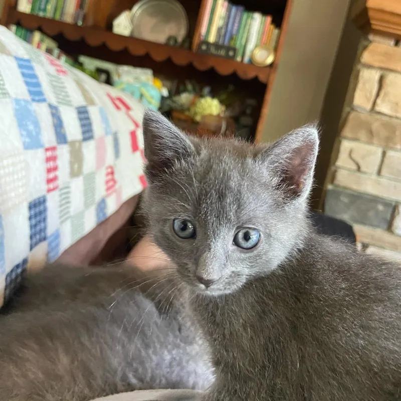 A baby small-sized female Gray / Blue / Silver Domestic Short Hair cat named Ada for adoption in Columbus, NC
