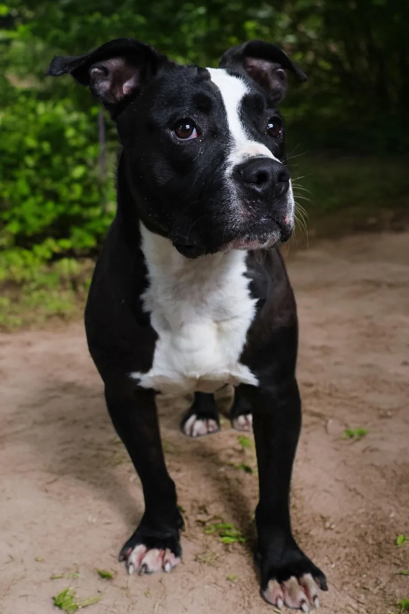 A young medium-sized male Black Pit Bull Terrier dog named Jackson for adoption in Shelbyville, IN
