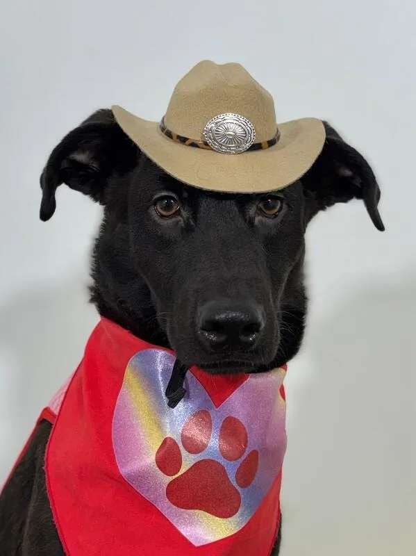 A baby medium-sized male Black Black Labrador Retriever dog named Lewis for adoption in Carlsbad, CA