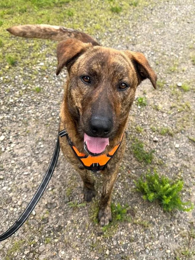 An adult medium-sized male Brindle Mixed Breed dog named Cooper for adoption in Pegram, TN