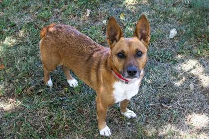 An adult medium-sized female Cardigan Welsh Corgi dog named Violet for adoption in Kansas City, MO
