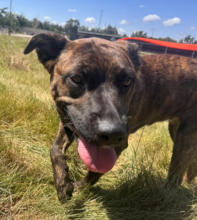 A young medium-sized female Black Mouth Cur dog named Tootsie Pop for adoption in Chico, CA
