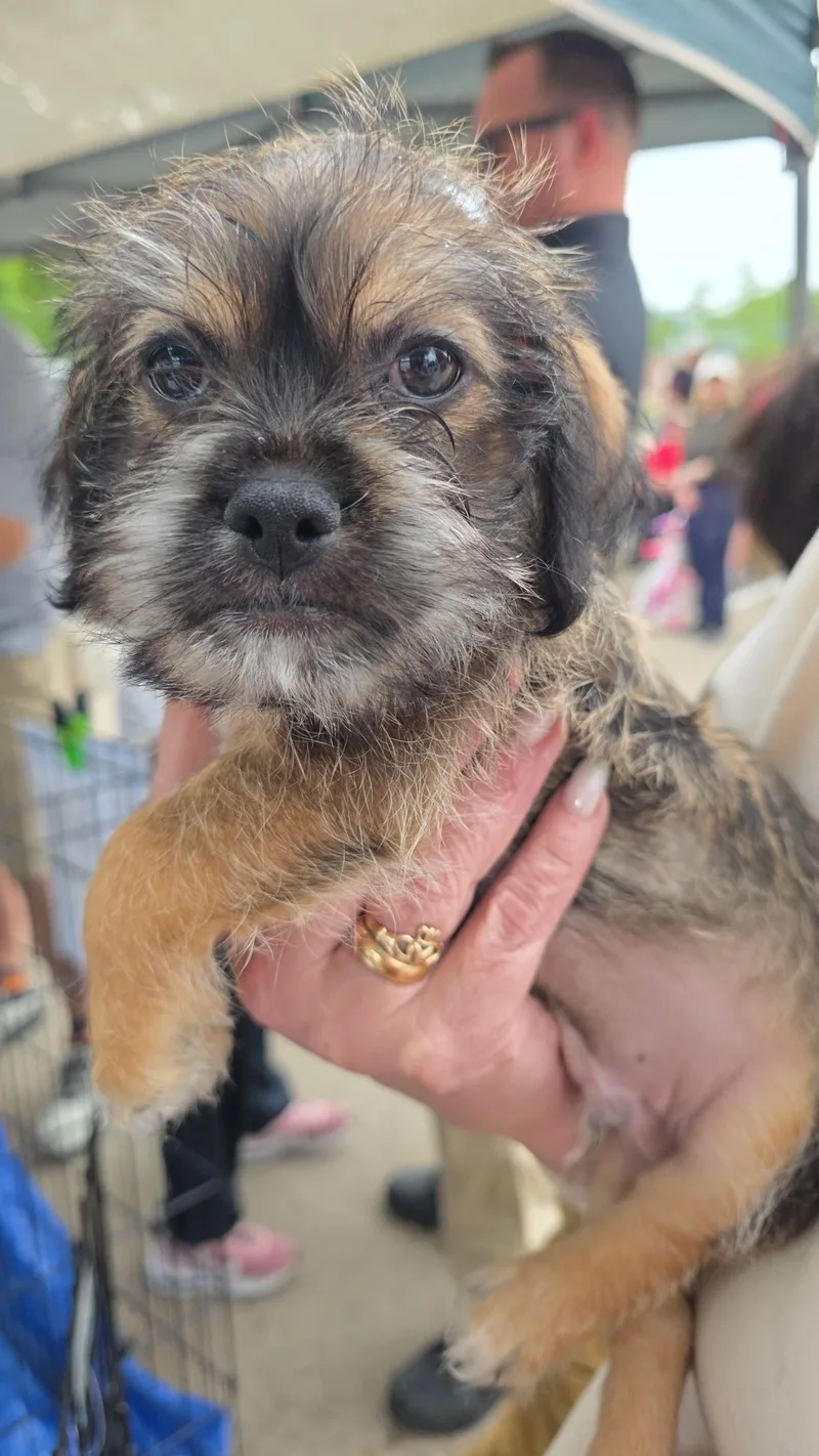 A baby small-sized male Tricolor (Brown, Black, & White) Chihuahua dog named Lorenzo for adoption in Dallas, TX