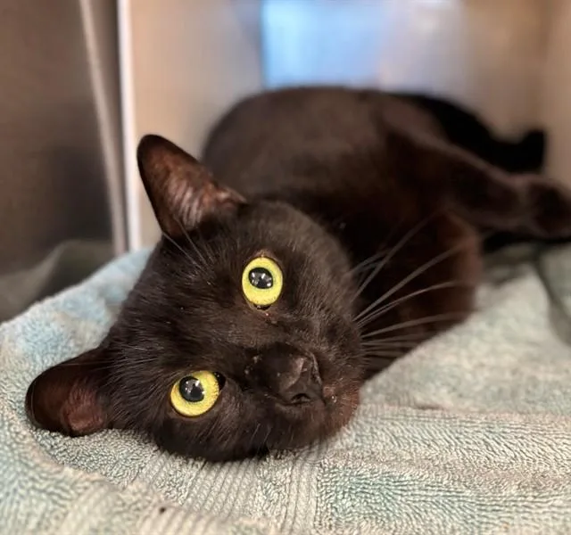 An adult large-sized male Domestic Short Hair cat named Smokey for adoption in York, SC