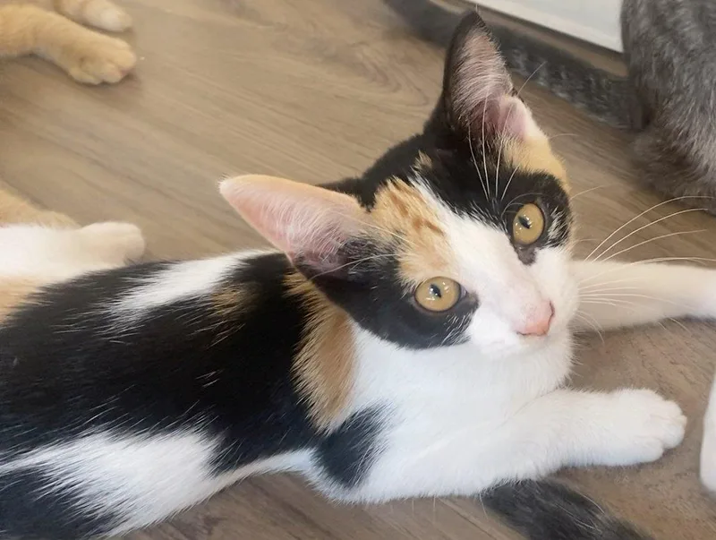 A baby small-sized female Domestic Short Hair cat named Marigold and Hobbes for adoption in White Bear Lake, MN