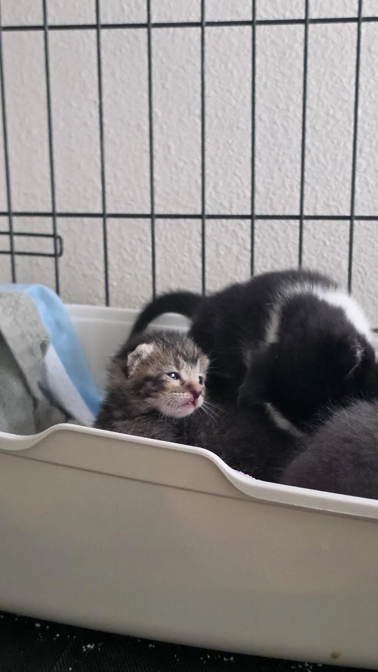 A baby small-sized male Domestic Short Hair cat named Pozole for adoption in Heyburn, ID