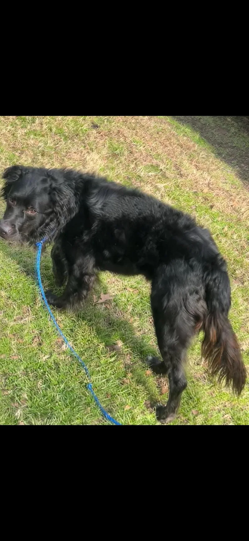 A young medium-sized male Flat-Coated Retriever dog named Gomez for adoption in Dallas, TX