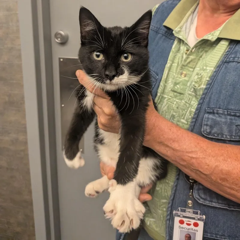 A baby small-sized male Gray / Blue / Silver Domestic Short Hair cat named Howard for adoption in Rochester, MN