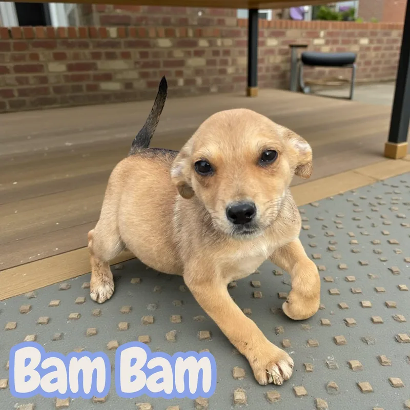 A baby medium-sized male Apricot / Beige Terrier dog named Bam Bam for adoption in Chuckey, TN