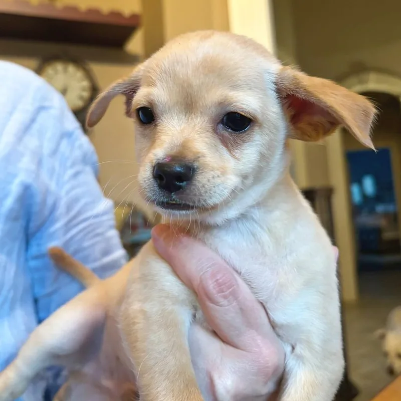 A baby small-sized male Chihuahua dog named Gumbo for adoption in Flower Mound, TX