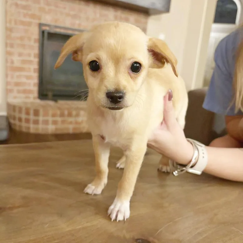Gumbo thumbnail 3