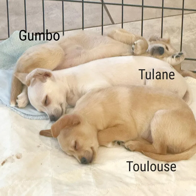 Gumbo thumbnail 4