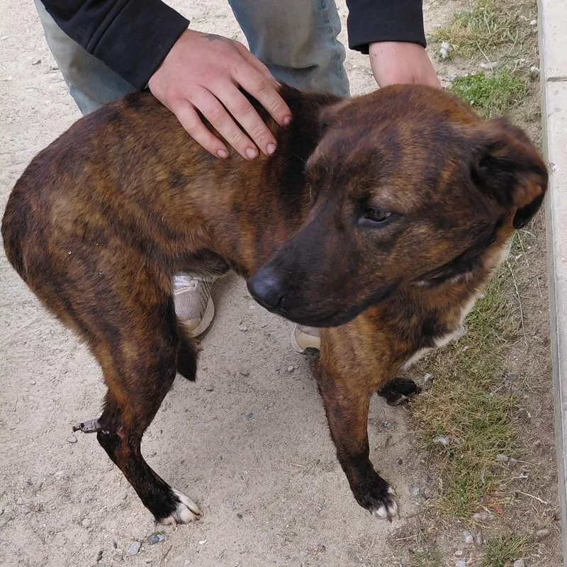An adult medium-sized male Brindle Mixed Breed dog named Bobo for adoption in LOXAHATCHEE, FL
