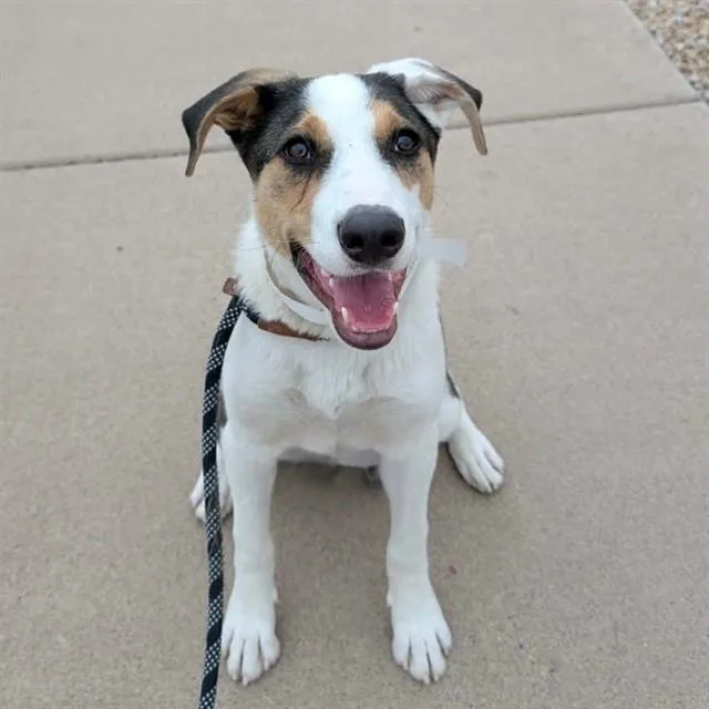 A young large-sized male Australian Shepherd dog named Paul for adoption in Mesa, AZ