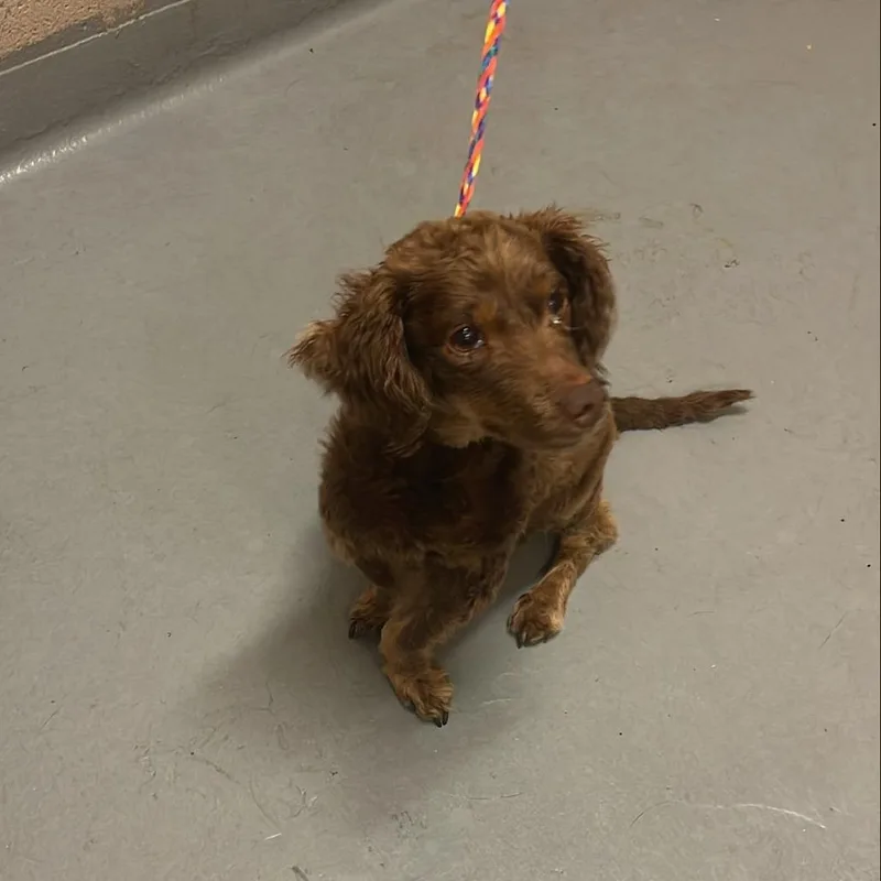 A senior small-sized female Red / Chestnut / Orange Miniature Poodle dog named Shambhala for adoption in Tacoma, WA