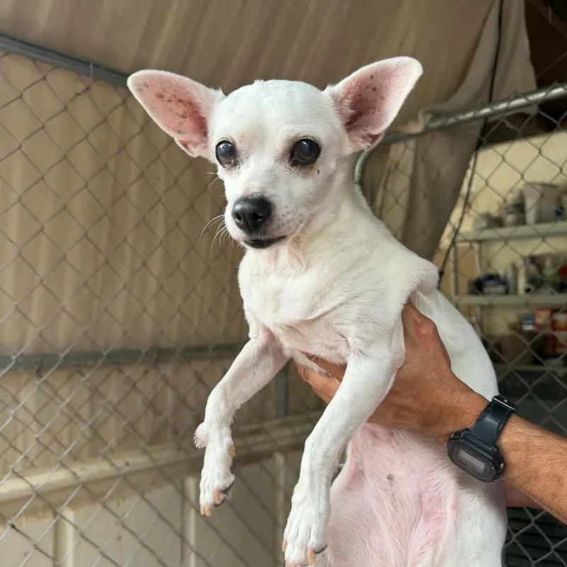 A senior small-sized female White / Cream Chihuahua dog named Angel for adoption in Ramona, CA