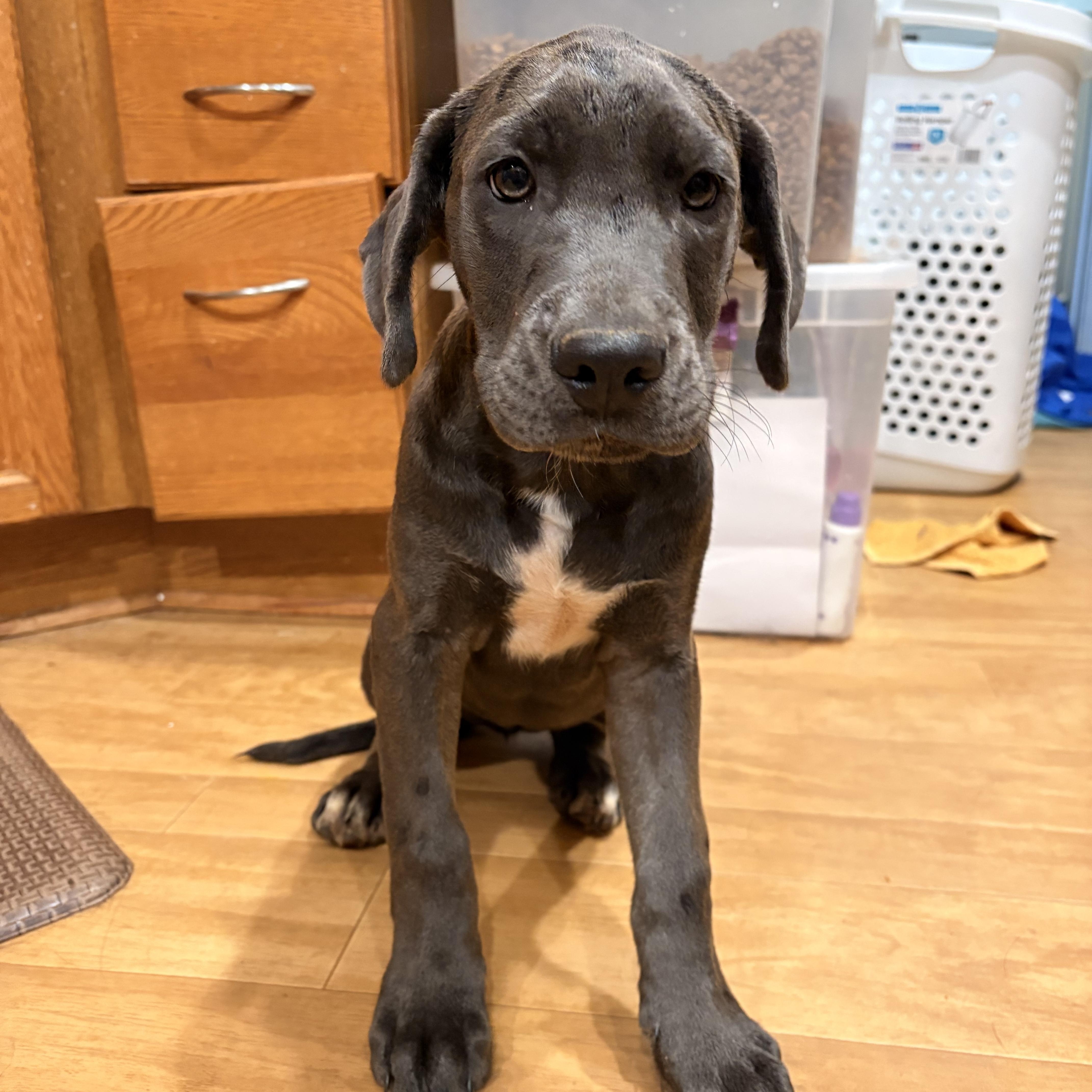 A baby medium-sized female Labrador Retriever dog named Flower for adoption in Charlotte, NC