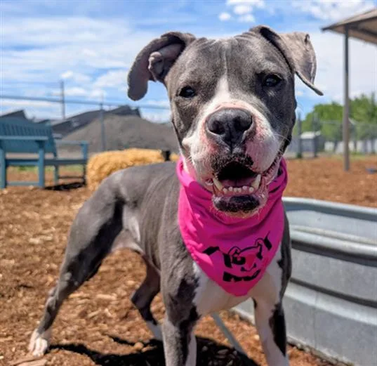 An adult large-sized female Pit Bull Terrier dog named Archie for adoption in Denver, CO