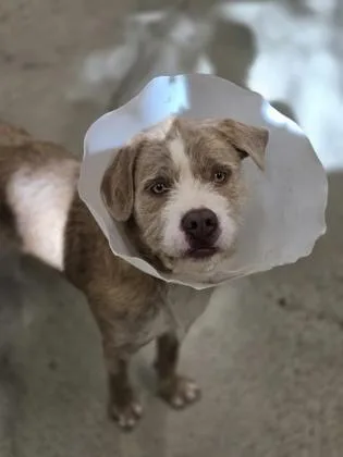 A baby large-sized male Pit Bull Terrier dog named The One and Only for adoption in Sacramento, CA