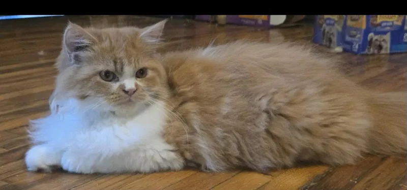 A baby medium-sized male Orange & White Persian cat named Norman for adoption in Howell, MI