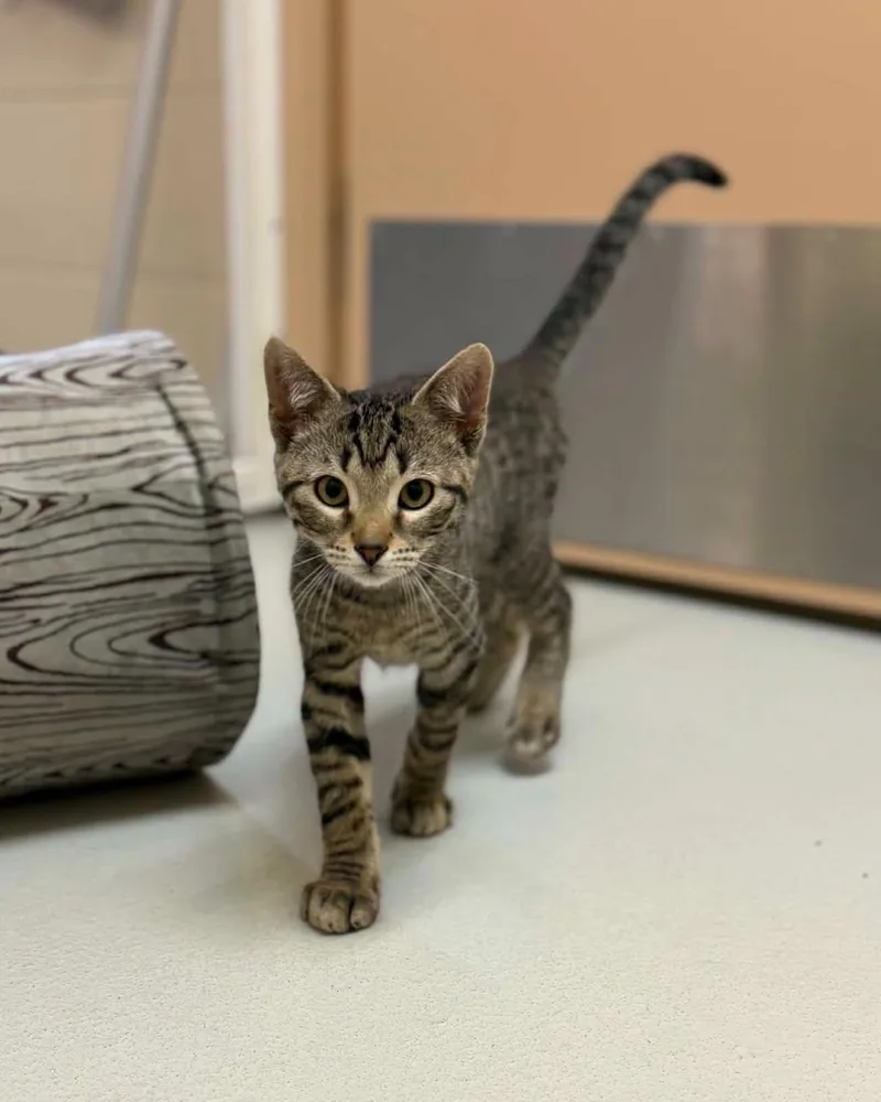 A young medium-sized male Tabby (Brown / Chocolate) Domestic Short Hair cat named Cassius for adoption in Fremont, MI