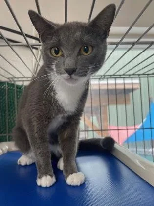 A young small-sized female Gray / Blue / Silver Domestic Short Hair cat named Gerty for adoption in Key West, FL