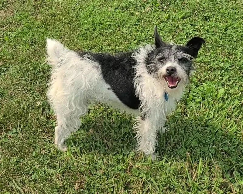 Peanut