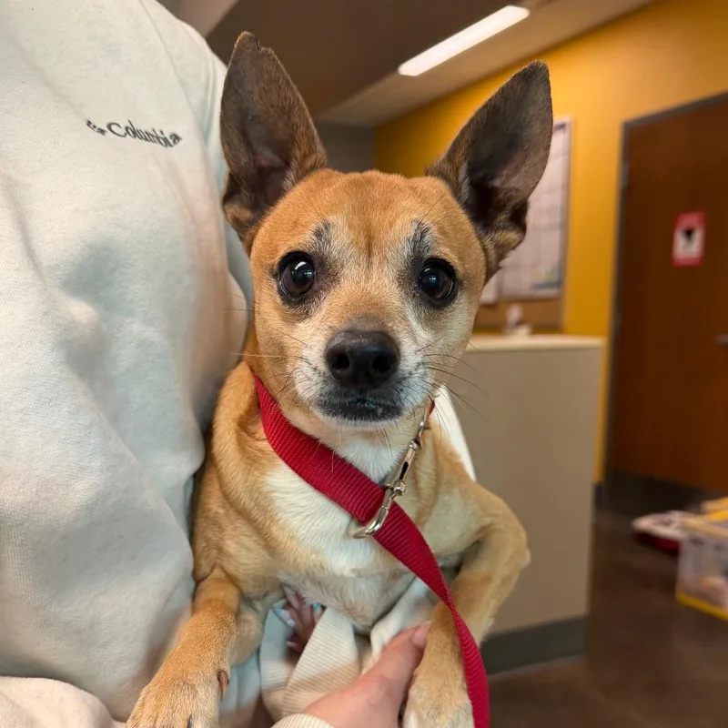 A senior small-sized male Yellow / Tan / Blond / Fawn Chihuahua dog named Wolfy for adoption in Norman, OK