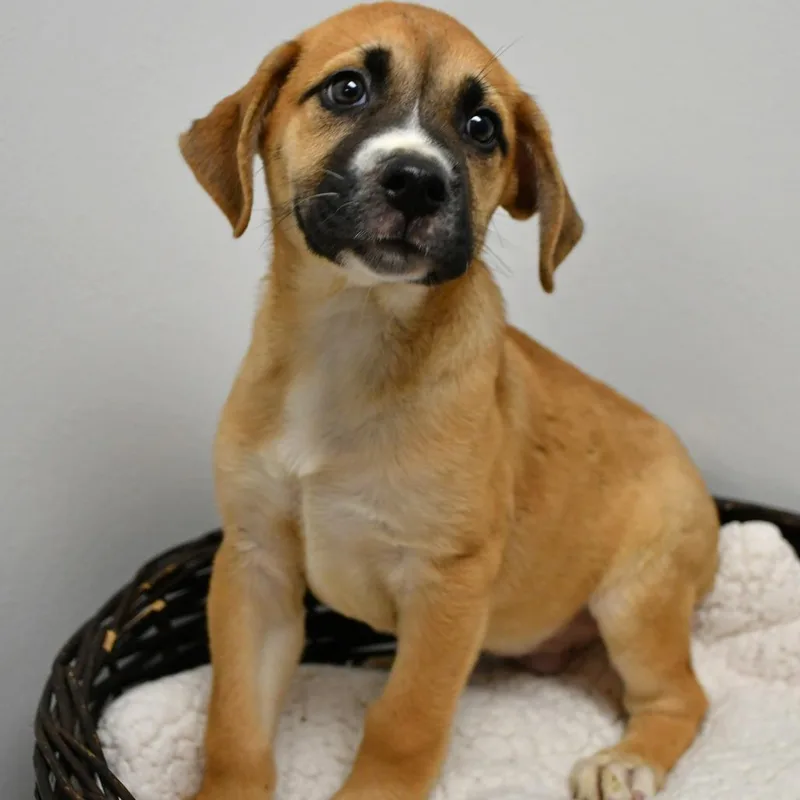 A baby small-sized male Brown / Chocolate Shepherd dog named Biscotti for adoption in Beaumont, TX