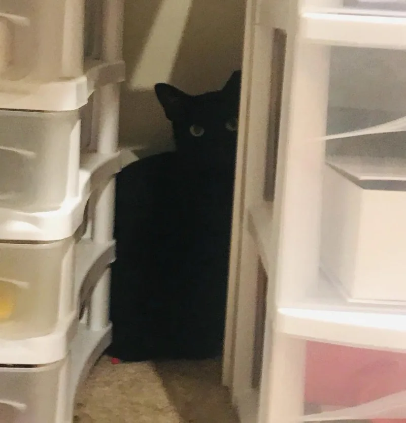 An adult medium-sized female Black Domestic Short Hair cat named Frankie for adoption in Cincinnati, OH