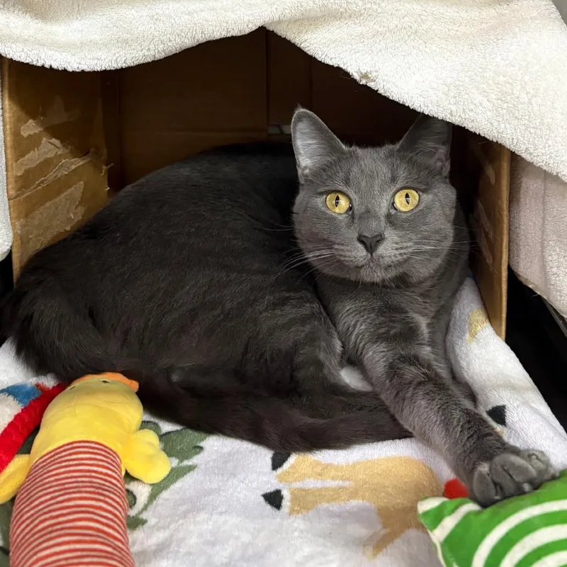 An adult small-sized male Gray / Blue / Silver Domestic Short Hair cat named Taran for adoption in Los Angeles, CA