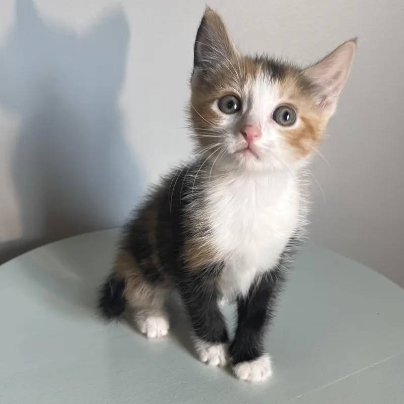 A baby small-sized female Calico Domestic Short Hair cat named Taffy for adoption in Brownsboro, AL