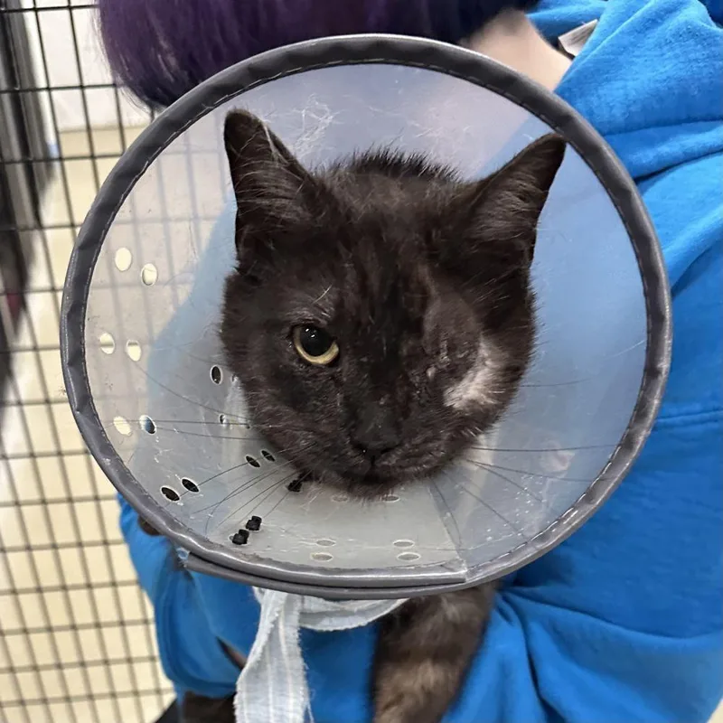 An adult small-sized female Black Domestic Short Hair cat named Mamba for adoption in Alexandria, VA